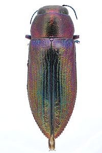 Melobasis obscurella, PL1033, female, from Acacia wattsiana, NL, 9.8 × 3.5 mm